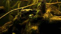 Dekoration im Aquarium Tabasco Fischland
