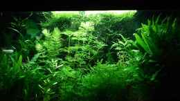 Foto mit  Hemianthus micranthemoides