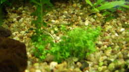 Foto mit  Hemianthus micranthemoides