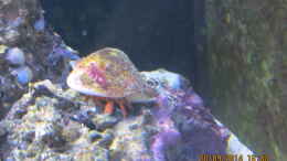Foto mit Rote Ringelsocken Krabbe