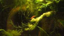 Foto mit Neocaridina heteropoda var. red