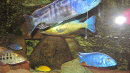Foto mit Tyrannochromis nigriventer Nord