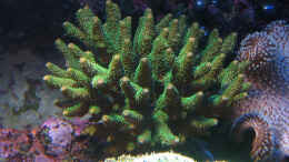 Foto mit Acropora millepora - Kleinpolypige Steinkoralle