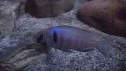 Foto mit Placidochromis electra Bock