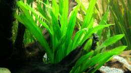 Echinodorus uruguayensis