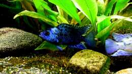 Rocio octofasciatum var. Electric Blue Jack Dempsey