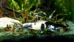 Clarias batrachus(nicht mehr im Besatz)