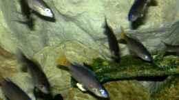 Foto mit Cyprichromis Leptosoma Mpulungu