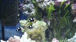 Foto mit 3 Ocellaris black - Falscher Anemonen Clownfisch