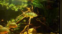 Foto mit Cichla Monoculus