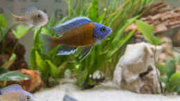 Foto mit Copadichromis Borley Kadango Red Fin (m)