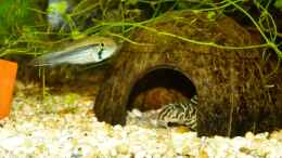 Foto mit L333 - Apistogramma agassizii var. Rio Tigre