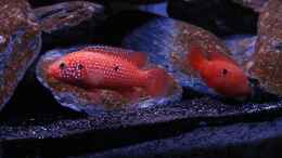 Foto mit Hemichromis ....