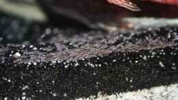Foto mit Hemichromis Nachwuchs