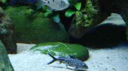 Foto mit Kukukswelse Synodonthis