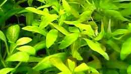 Foto mit Hygrophila polysperma