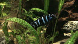 Foto mit Pseudotropheus demasoni