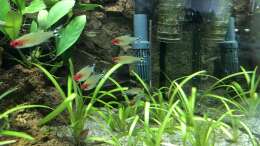 Pflanzen im Aquarium Anubiaswald