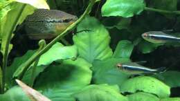Besatz im Aquarium Anubiaswald