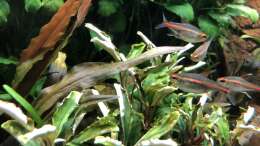 Besatz im Aquarium Anubiaswald