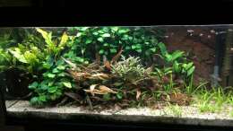 Aquarium Anubiaswald
