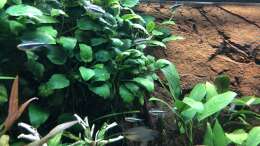 Anubias