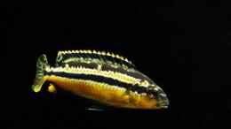Foto mit Melanochromis Auratus Totale