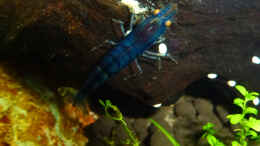 Foto mit blaue Tigergarnele
