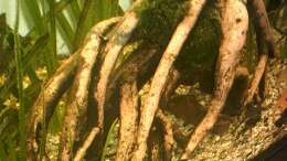 Dekoration im Aquarium Becken 2208