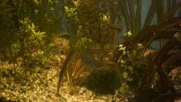 Aquarium Becken 2208