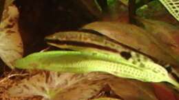 Oto auf madagascariensis