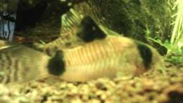 C.panda