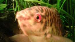 Besatz im Aquarium Intercontinental 325   (nur noch z.B.)