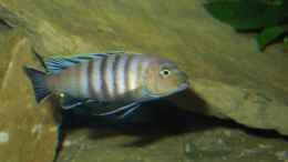 Foto mit Cynotilapia sp.Lion Sanga Bock