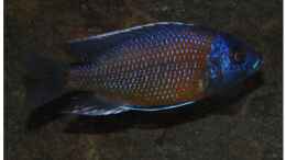 Foto mit Copadichromis kadango