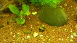 Foto mit Geweihschnecke
