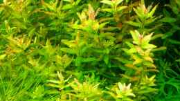 Foto mit Rotala macrandra Wavy