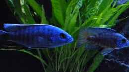 Foto mit Sciaenochromis Fryeri  / Aulonocara Chilumba