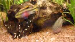 Foto mit Purpurprachtbarsch (Pelvicachromis pulcher)