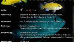 Foto mit Artentafel Labidochromis caeruleus