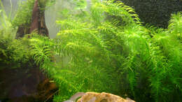 Egeria densa - Argentinische Wasserpest