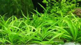 Helanthium bolivianum ´quadricostatus´ - Zwergschwertpflanze
