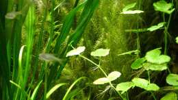 Mayaca fluviatilis - Brasilianisches Mooskraut (im Hintergrund)