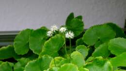 Blüten vom Hydrocotyle leucocephala - Brasilianischer Wassernabel