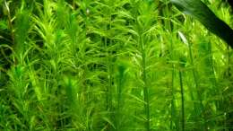 Myriophyllum elatinoides - Tannenähnliches Tausendblatt