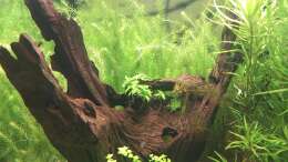 aquarium-von-piscis-irgendwo-in-suedamerika_Großes Wurzelholz innen hohl
