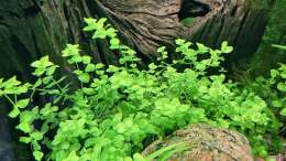 Micranthemum umbrosum - Rundblättriges Perlenkraut