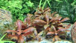 Alternanthera reineckii ´Rosanervig´ - Kleines rosanerviges Papageienblatt