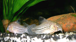 Foto mit Corydoras trilineatus - Dreilinien-Panzerwels