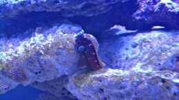 Foto mit Weissgepunkteter Blenny 